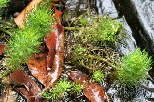 Myriophyllum crispatum