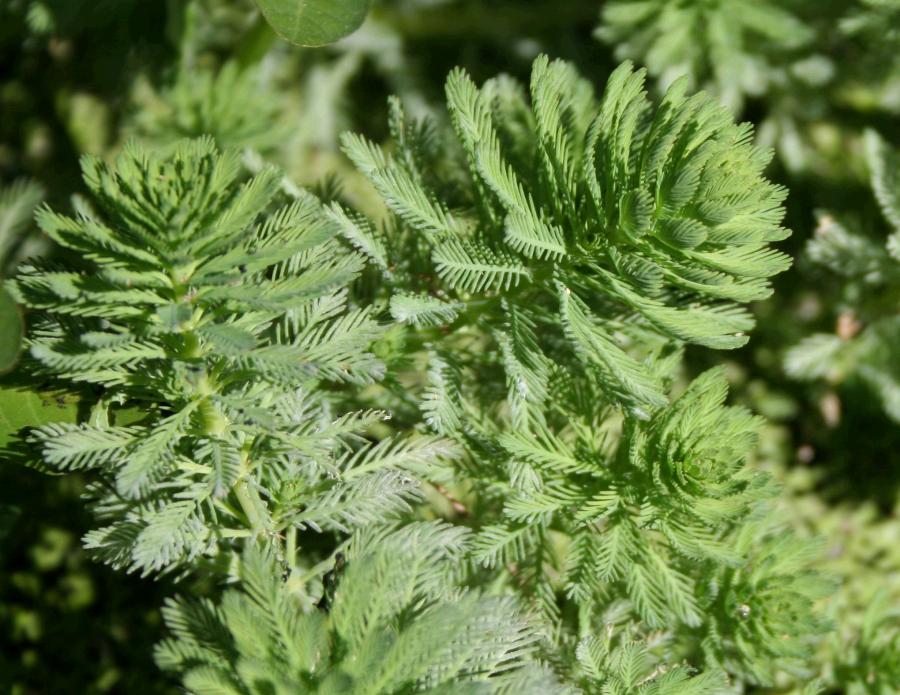 Aquatic Plants