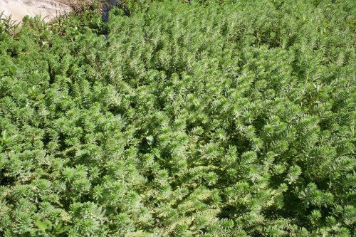 Myriophyllum aquaticum - Parrots Feather - habit
