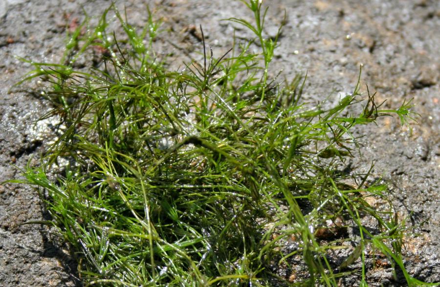 Aquatic Plants