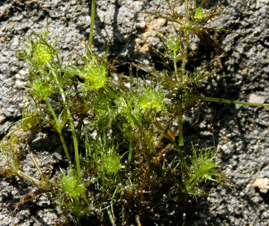 Aquatic Plants