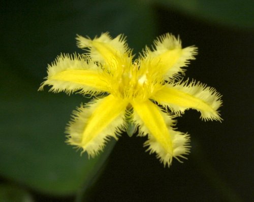 Nymphoides montana - flower