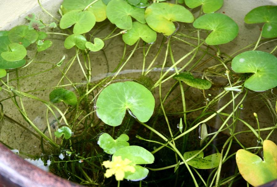 Aquatic Plants