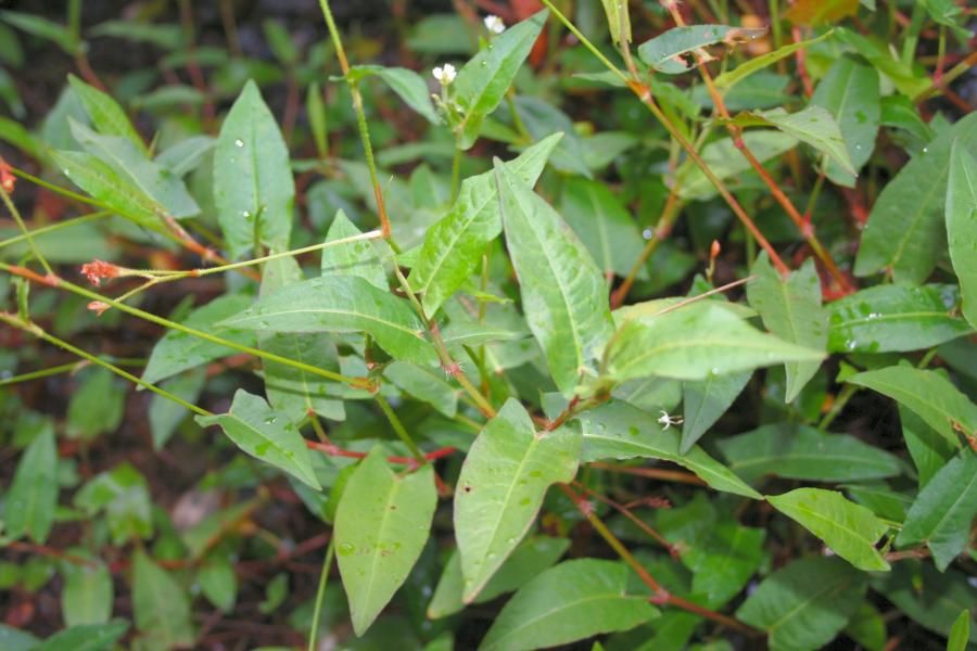 Aquatic Plants