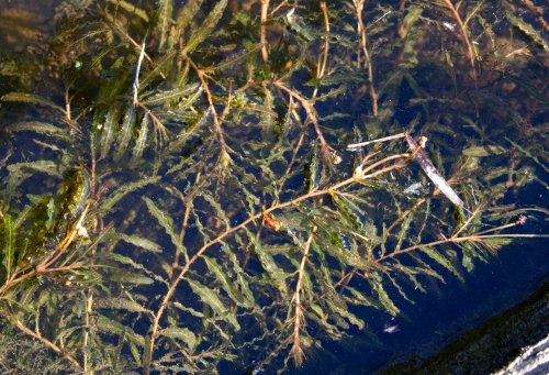 Potamogeton crispus