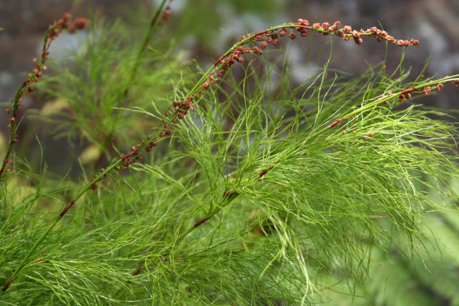Aquatic Plants