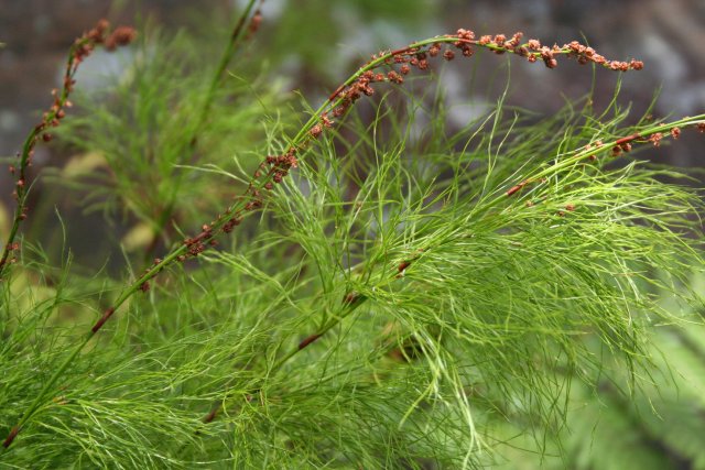 Baloskion tetraphyllum
