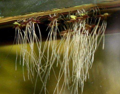 Spirodela punctata - roots