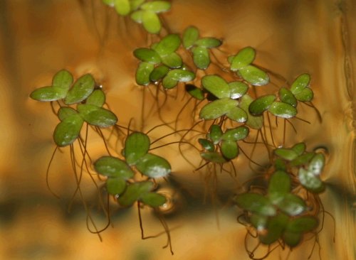 Spirodela punctata