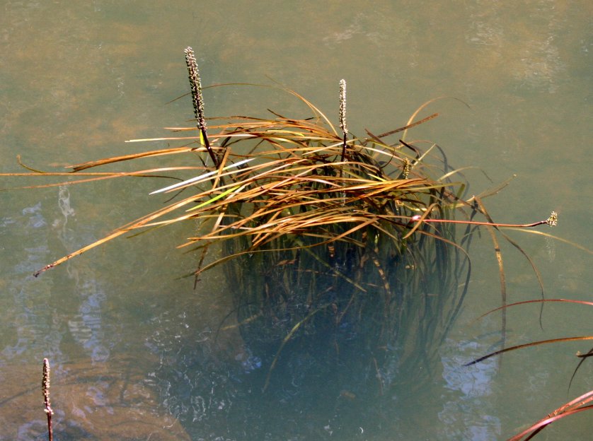 Aquatic Plants