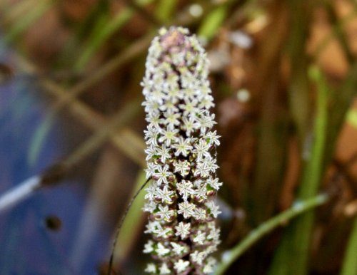 Cycnogeton procerum - flower