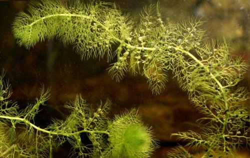 Utricularia australis - Yellow Bladderwort