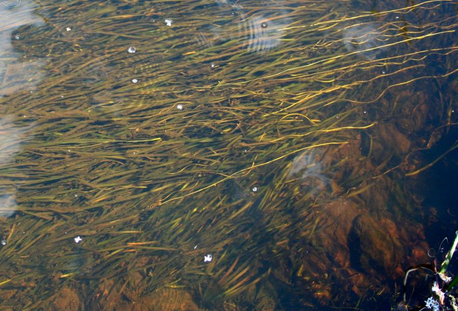 Aquatic Plants