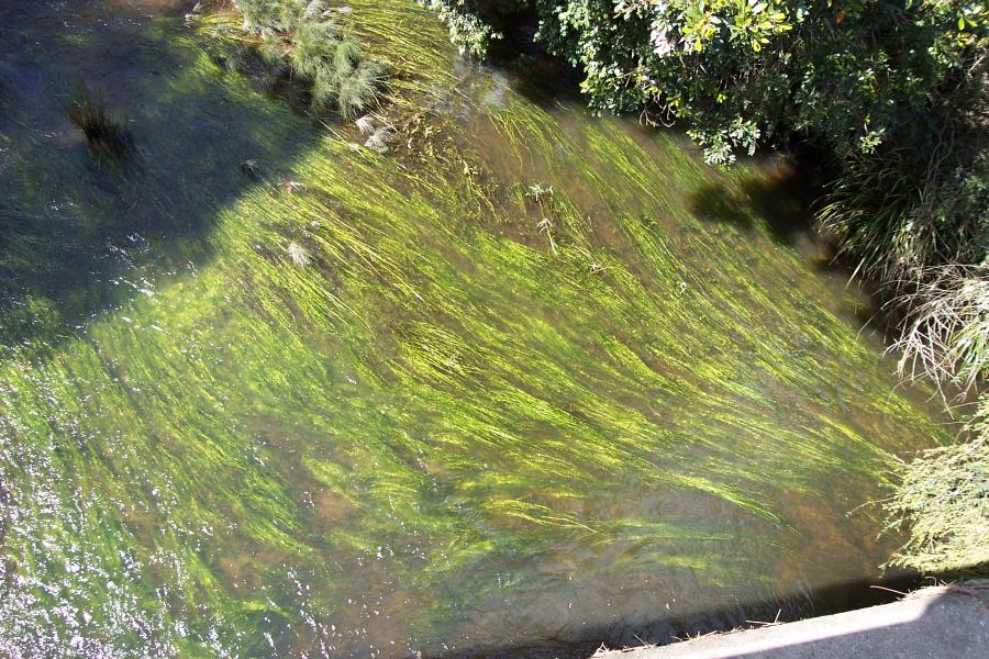 Aquatic Plants