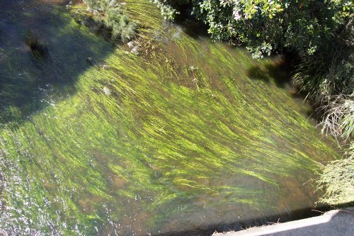 Vallisneria nana - Ribbonweed
