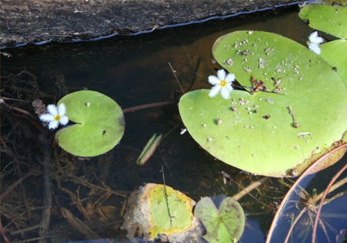 Nymphoides indica - Water Snowflake