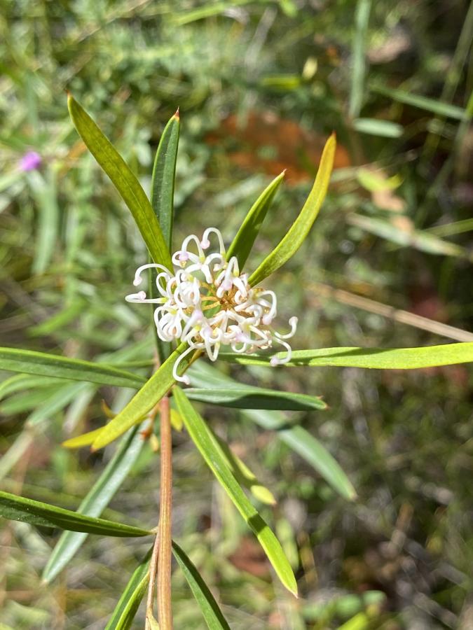 Grevillea humilis