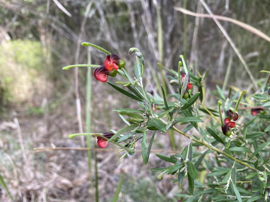 Grevilleas