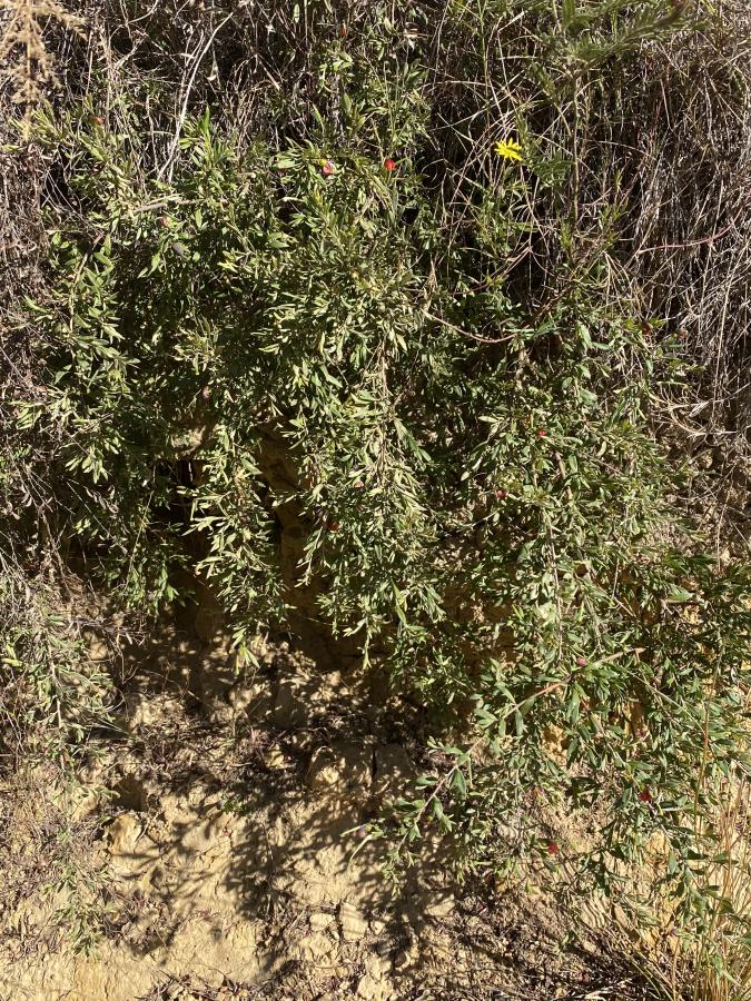 Grevilleas