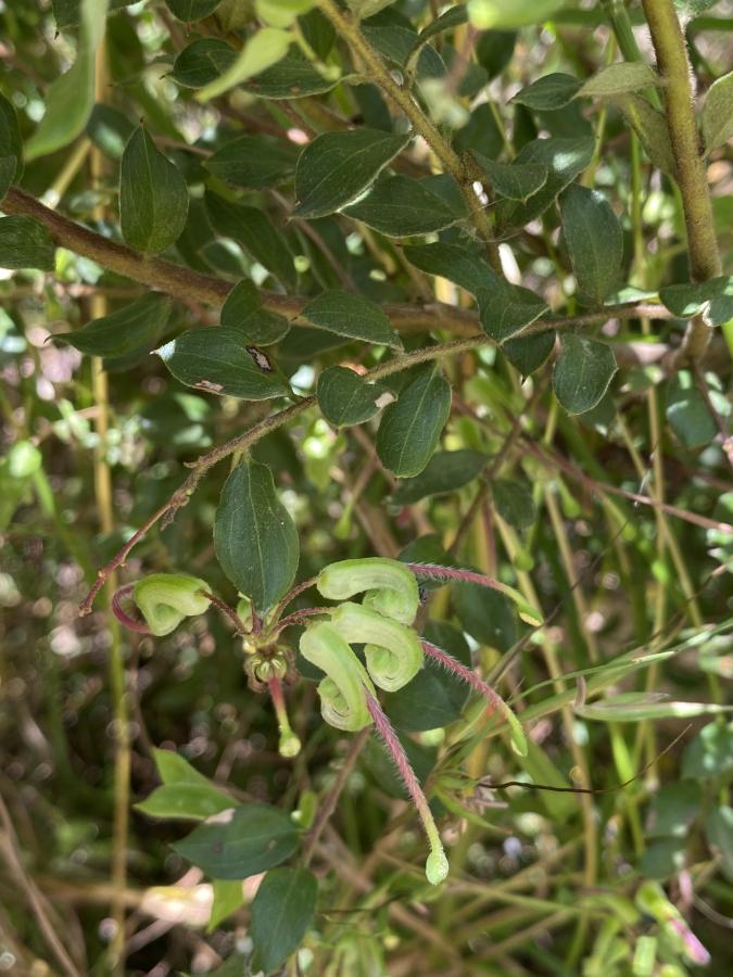 Grevillea mucronulata