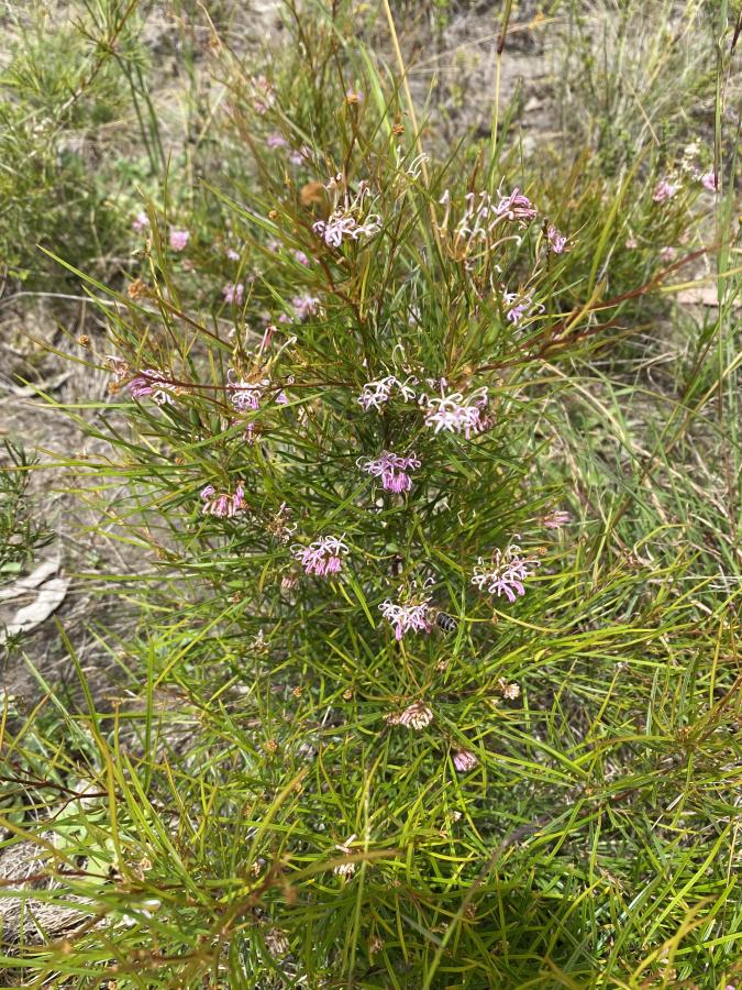 Grevillea parviflora