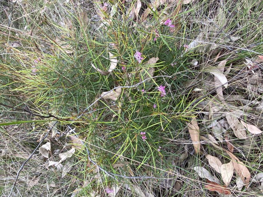 Grevilleas