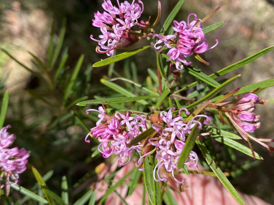 Grevilleas