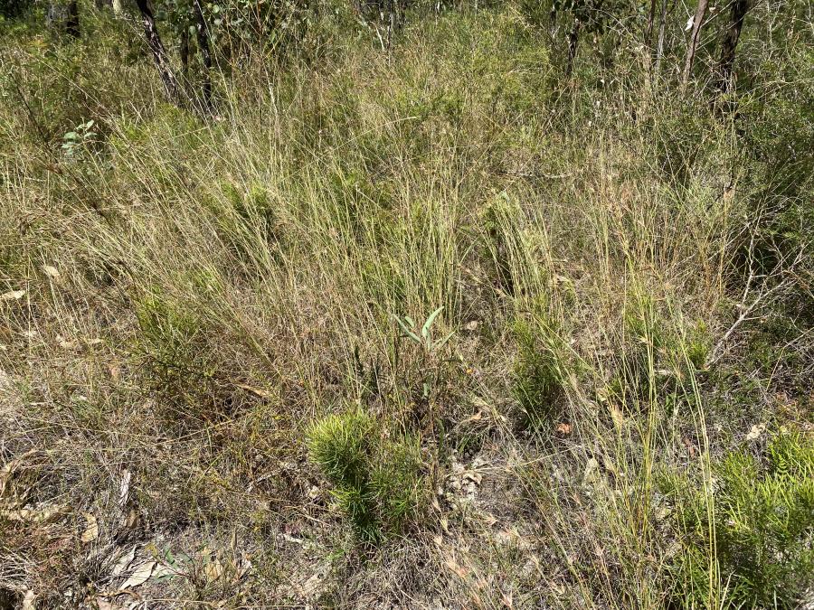 Grevilleas