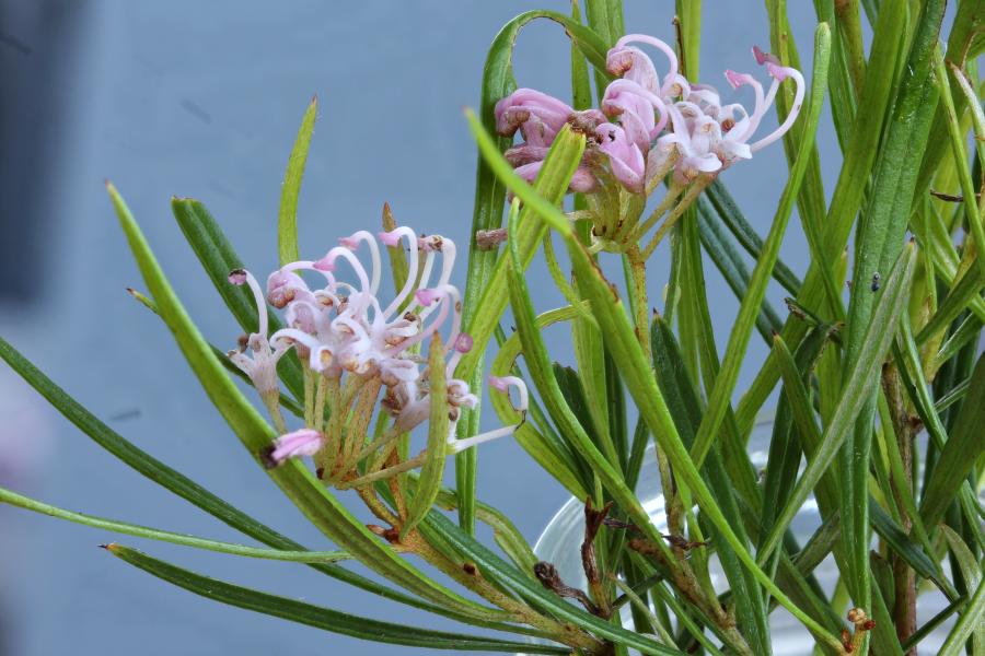 Grevilleas