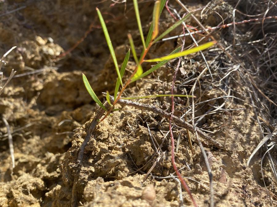 Grevilleas
