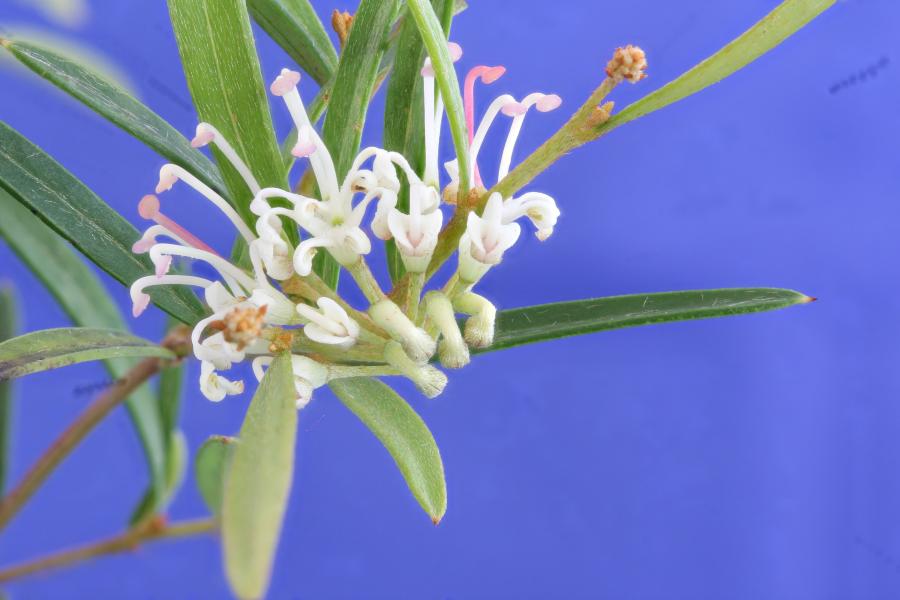 Grevillea virgata