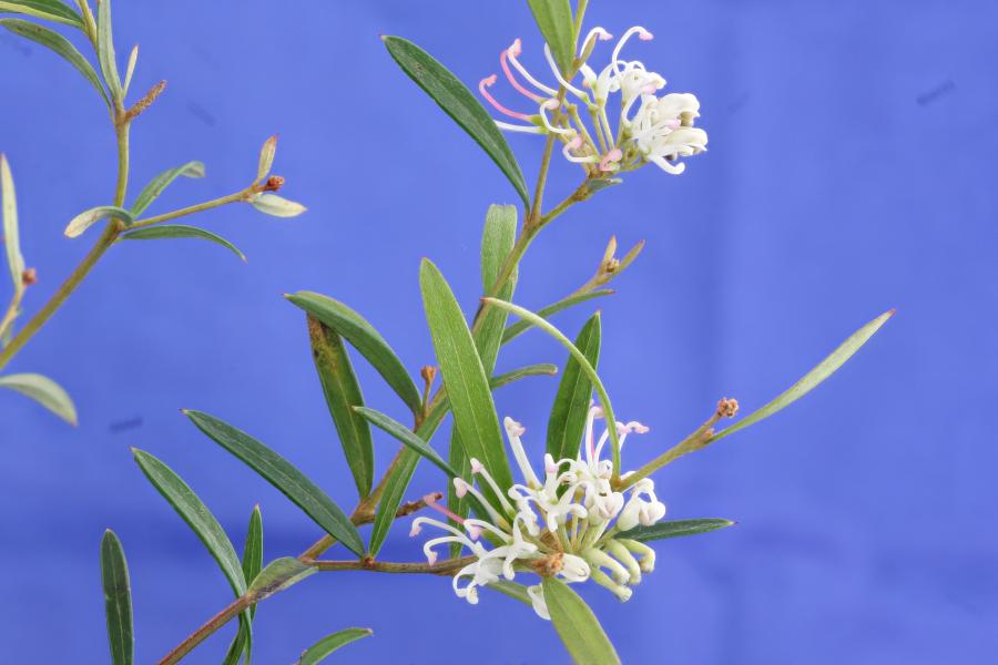 Grevillea virgata