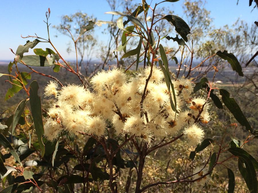 Hunter Valley Plants