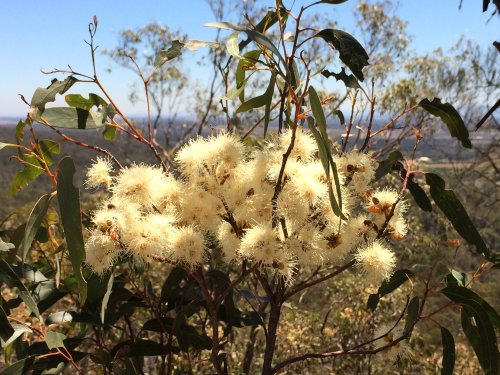 Eucalyptus pumila - Pokolbin Mallee