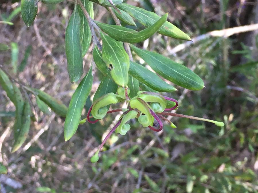 Hunter Valley Plants