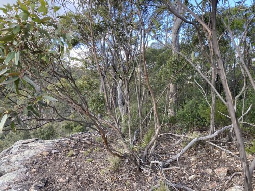 Eucalyptus fractal - Brokenback Ironbark
