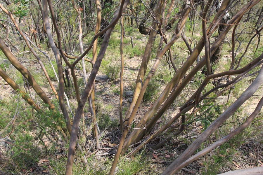 Hunter Valley Plants