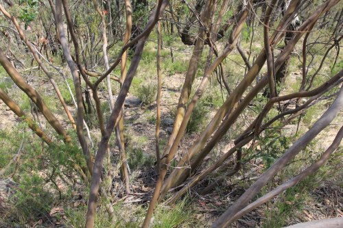Eucalyptus pumila - Pokolbin Mallee