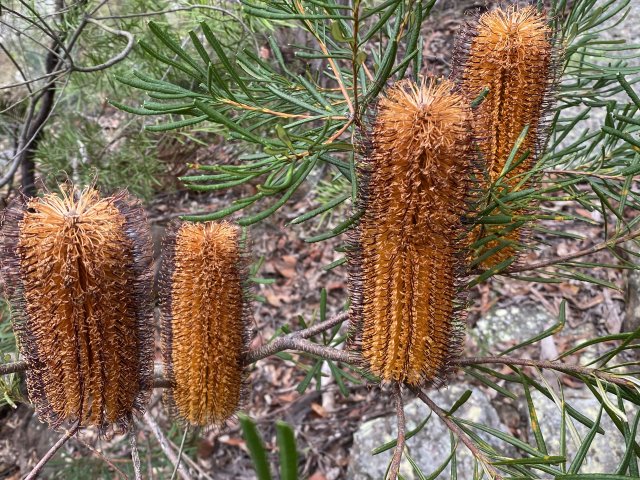 Banksia spinulosa - Hairpin Banksia