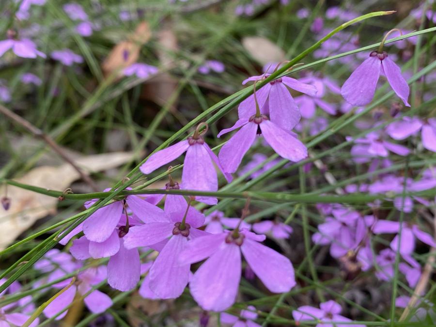 Hunter Valley Plants