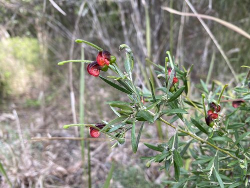 Grevillea montana - Hunter Valley Grevillea