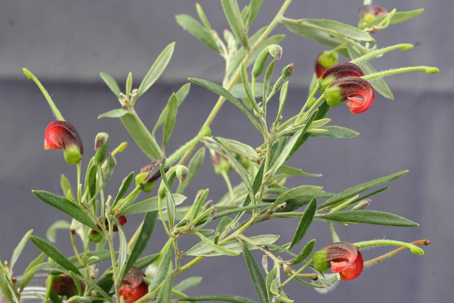 Hunter Valley Plants