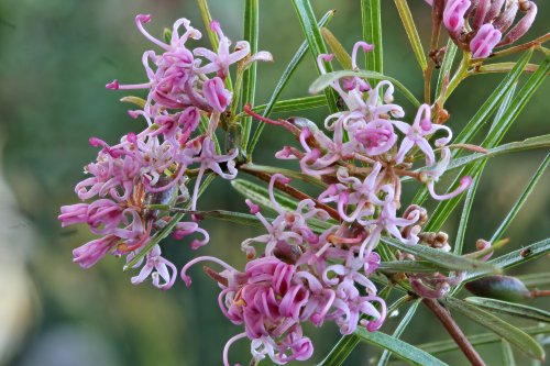 Grevillea parviflora