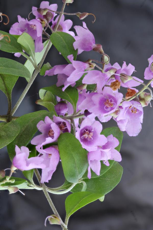 Hunter Valley Plants