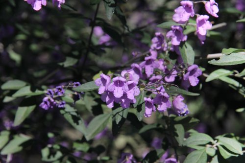 Prostanthera cineolifera - Singleton Mint Bush