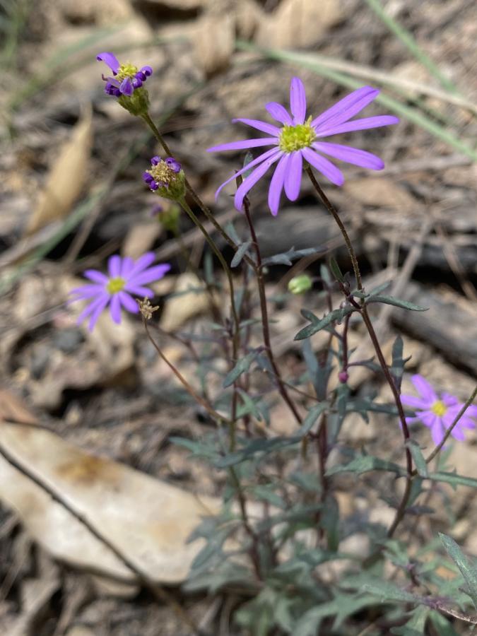 Hunter Valley Plants