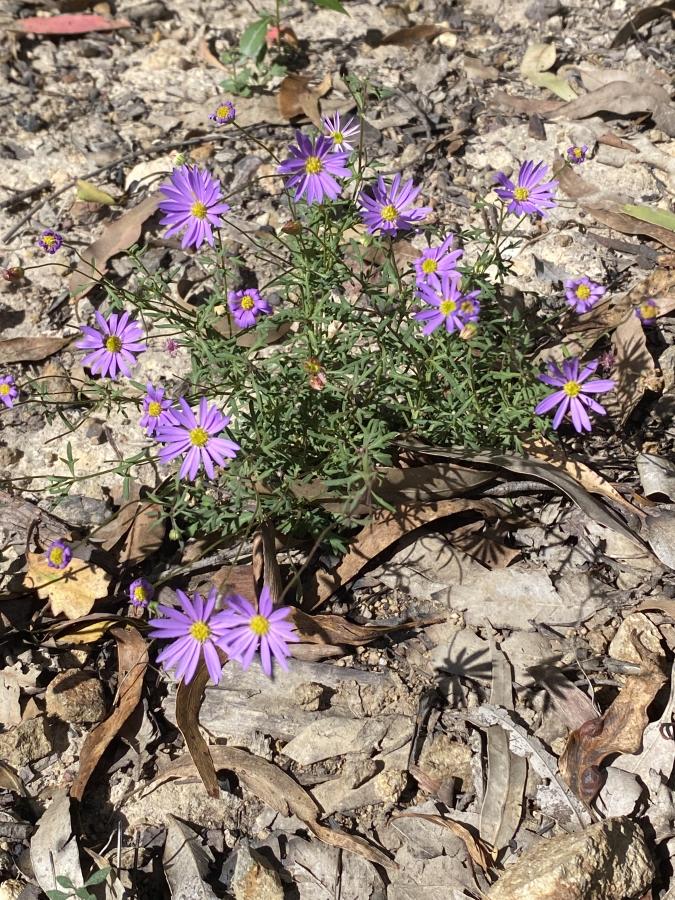Hunter Valley Plants
