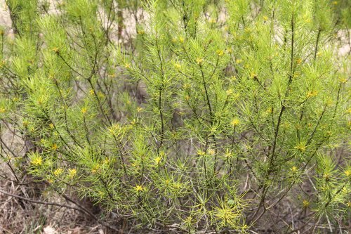 Persoonia pauciflora - North Rothbury Persoonia