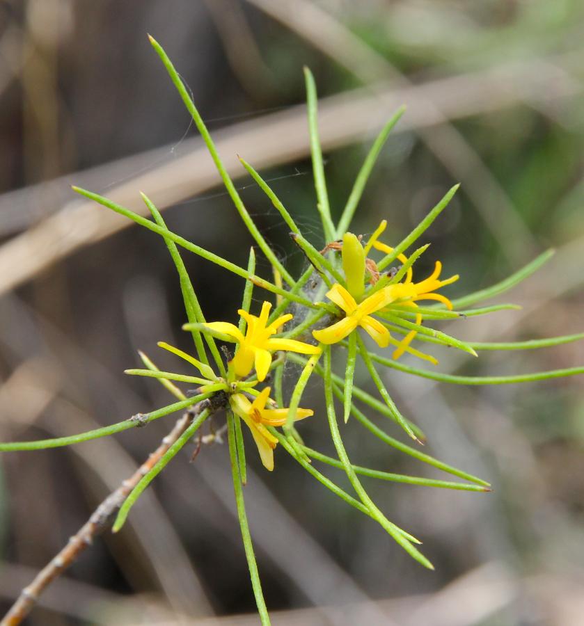 Hunter Valley Plants