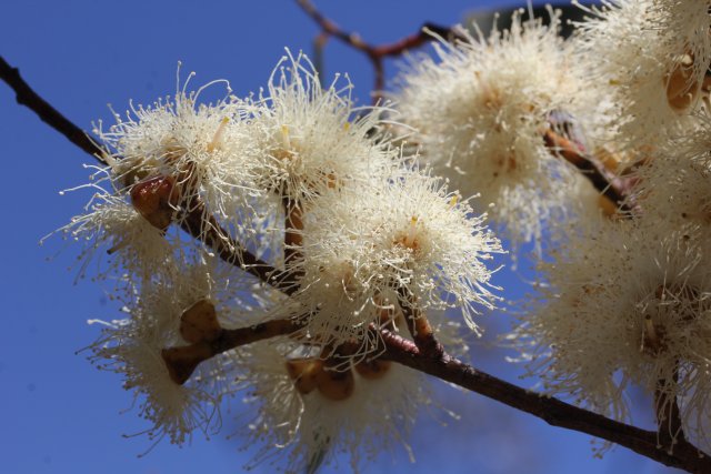 Eucalyptus pumila - Pokolbin Mallee